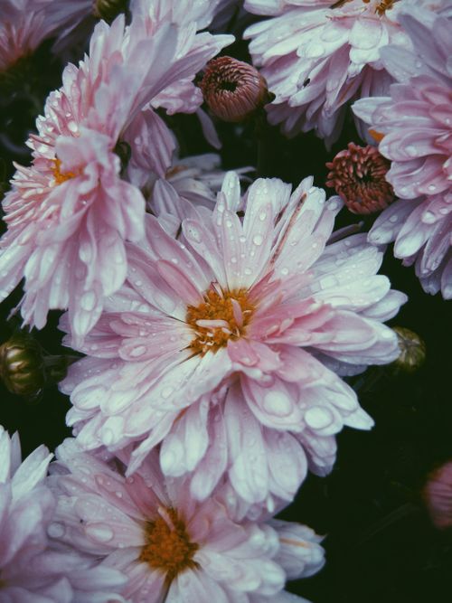Free Vibrant close-up of pink dahlias with dewdrops, capturing natural beauty and freshness in a garden setting. Stock Photo