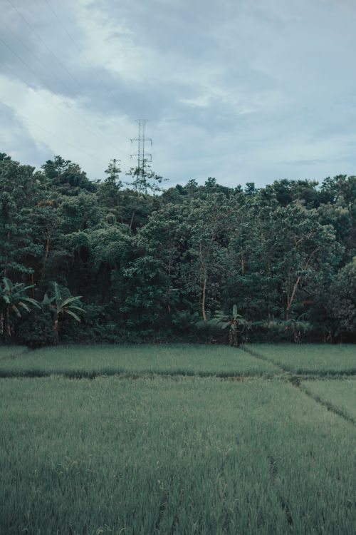 Free Expansive green rice fields with lush trees under a cloudy sky, perfect for nature backgrounds. Stock Photo