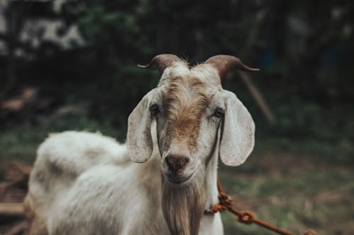 Close-Up Shot of a Goat
