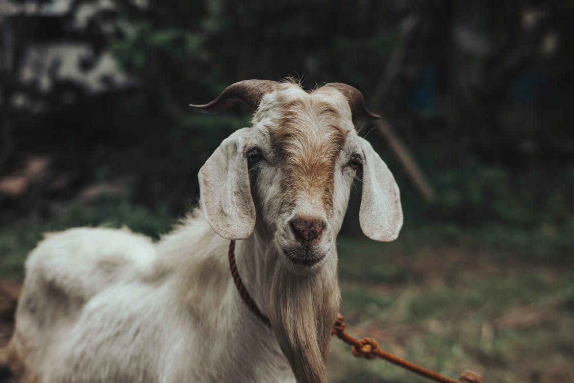 Close-Up Shot of a Goat Tied With a Rope · Free Stock Photo