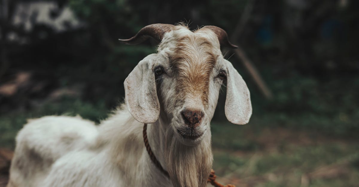 Close-Up Shot of a Goat Tied With a Rope · Free Stock Photo