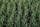 rice field