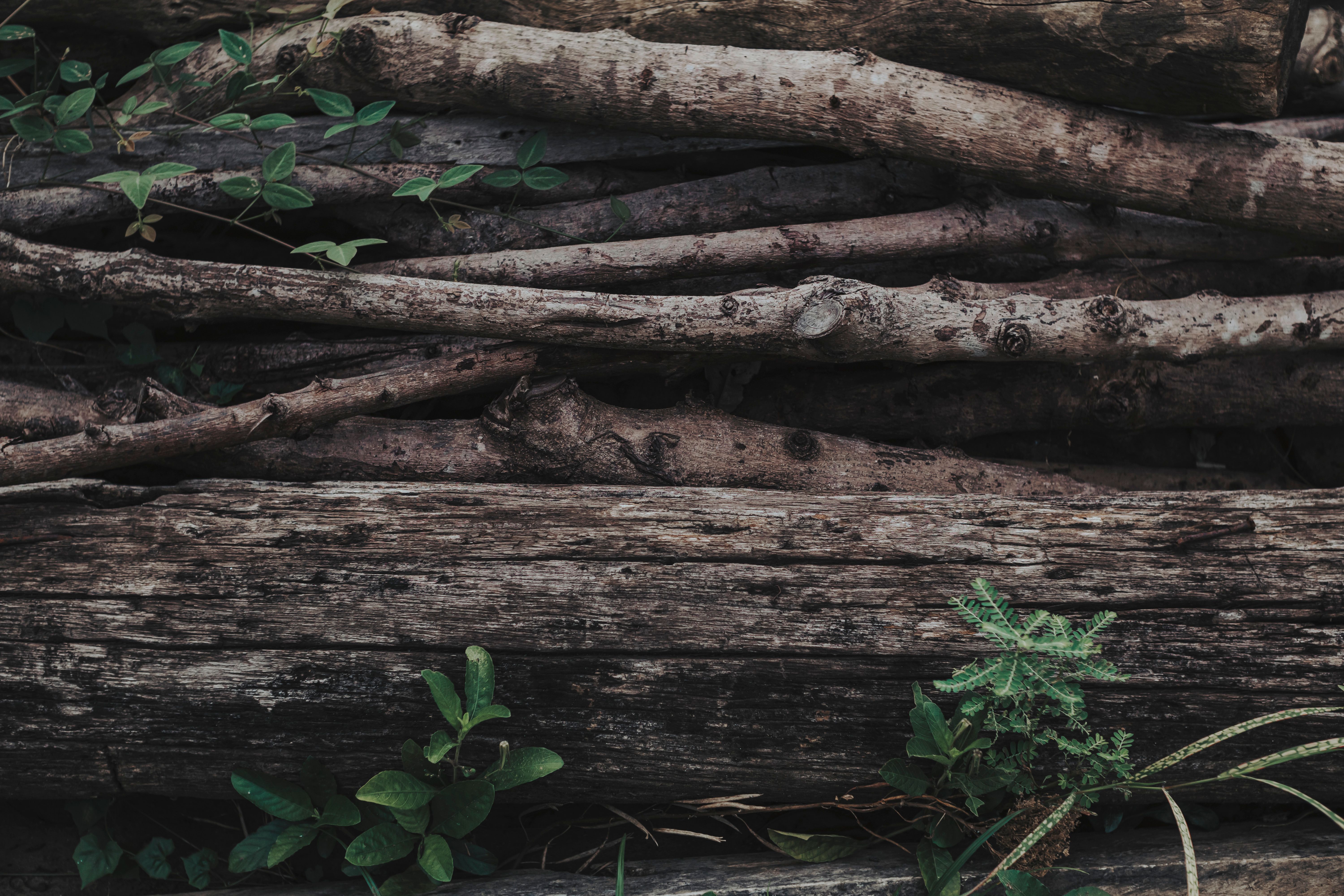 We Hauled Rocks, Stacked Wood, and Planted Seeds to Find the Best Gardening Gloves — Photo by Nothing Ahead on Pexels