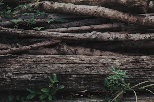 Immagine gratuita di albero, avvicinamento, emorroidi