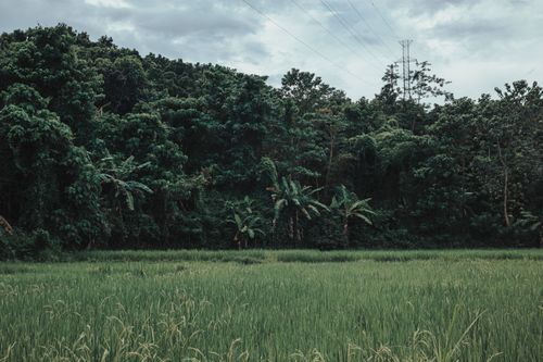 Free Dense green forest and field under a cloudy sky with visible power lines. Stock Photo