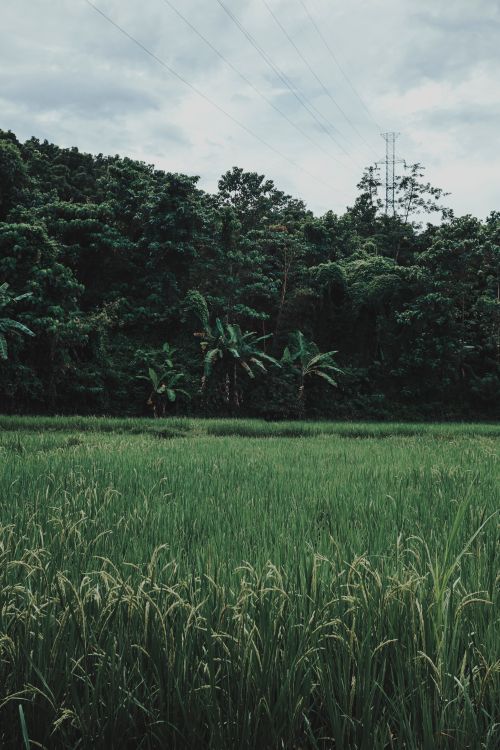 Free Peaceful green field with lush tropical forest under a cloudy sky, capturing natural beauty. Stock Photo