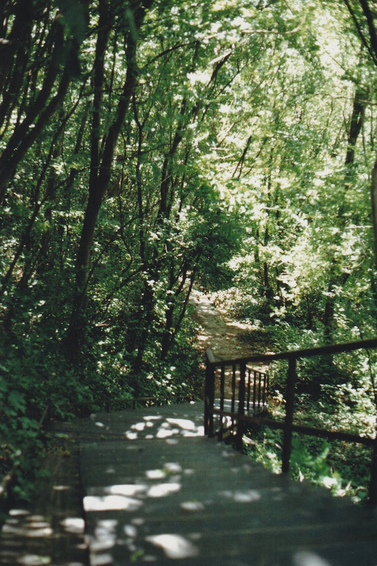 Staircase In A Lush Summer Forest