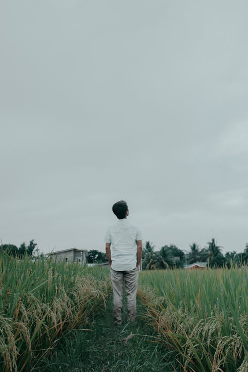 Person in a field looking upward to the sky