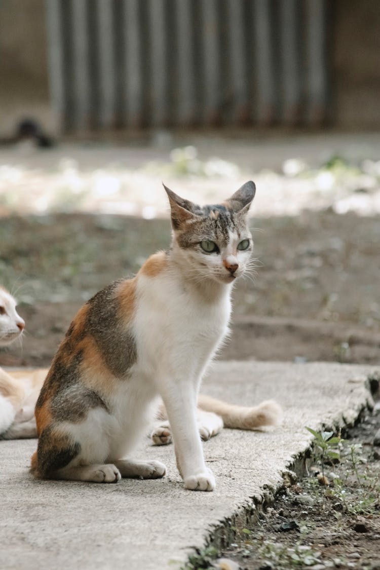 Cat Sitting On The Floor