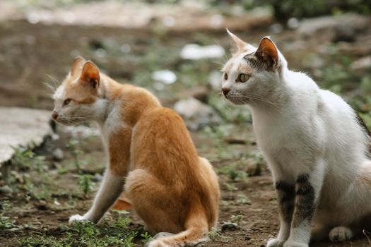 Two cats sitting outdoors, captured in detail with natural lighting.