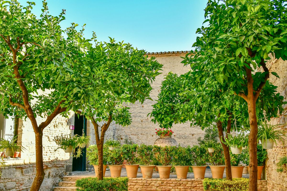 Cultiver un citronnier en pot : guide complet - 3. Bien planter un citronnier en pot : contenant, drainage et terreau