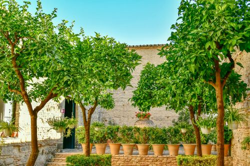 Free An inviting Mediterranean courtyard with lush lemon trees and terracotta pots in Jerez de la Frontera. Stock Photo