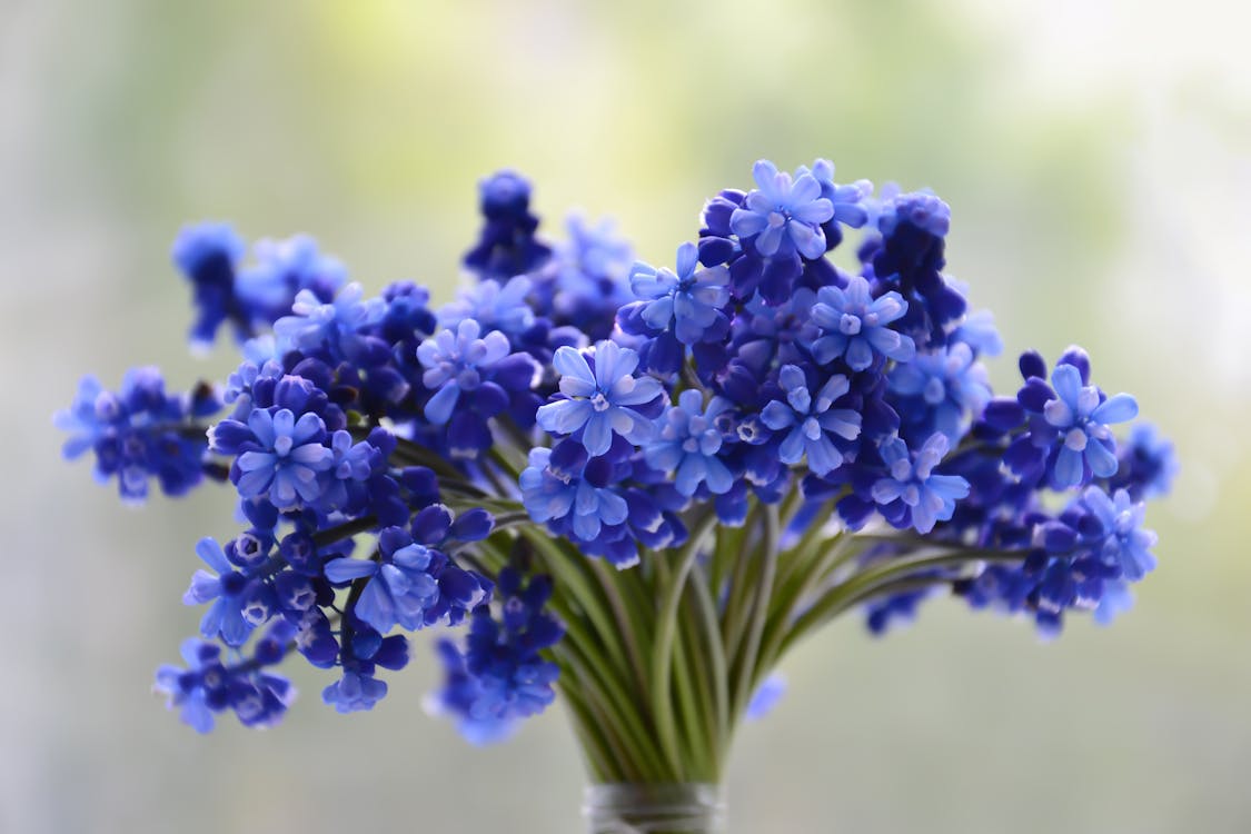 Shallow Focus Photo of Blue Petaled Flowers