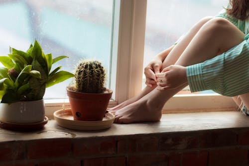 Základová fotografie zdarma na téma domovská rostlina, kaktus, okenní parapet
