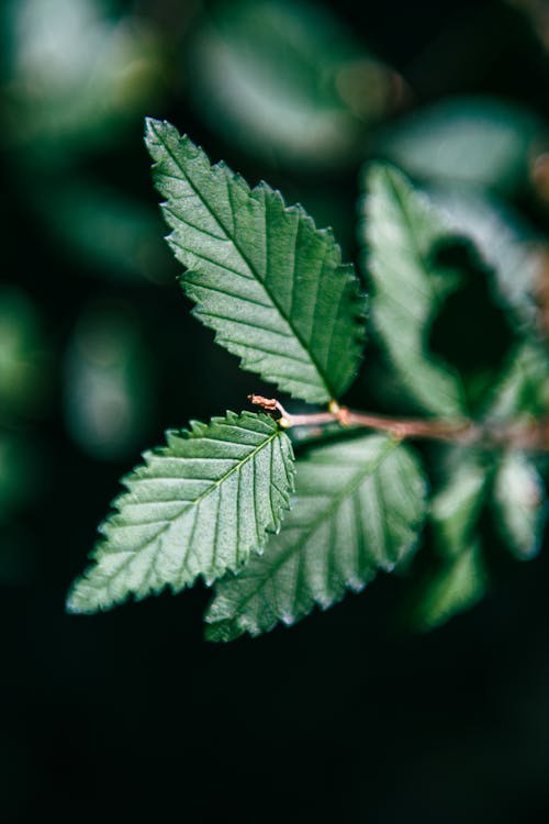 Dark Green Leaves in Close Up Photography