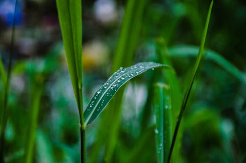 Free stock photo of after the rain, droplets, rainy day