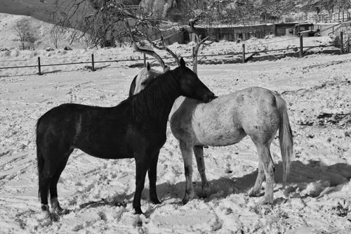Free Two horses standing in a snowy field during winter, showcasing wildlife in black and white photography. Stock Photo