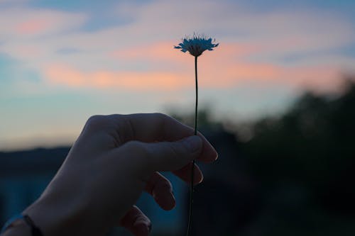 A Person's Hand Holding a Flower