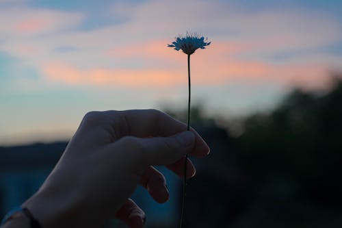 Gratis arkivbilde med blomst, delikat, hånd