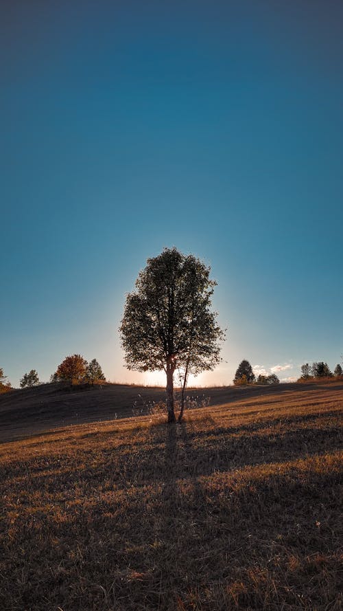 Kostenloses Stock Foto zu außerorts, bäume, blauer himmel