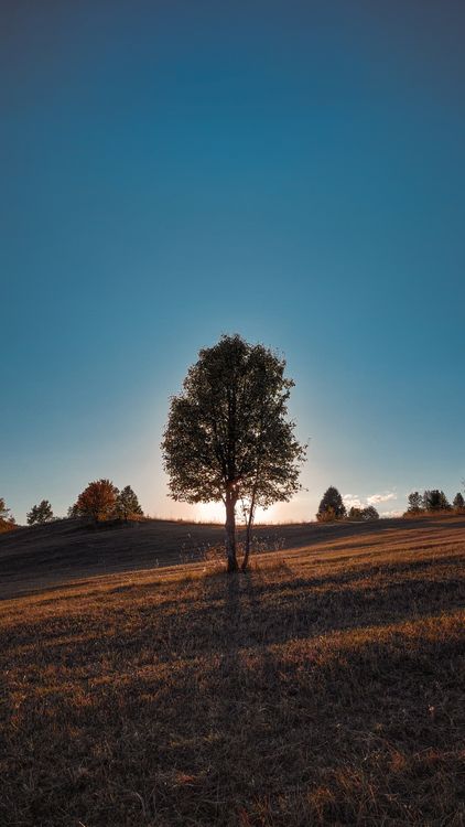 Green Tree on Brown Field Under Blue Sky · Free Stock Photo