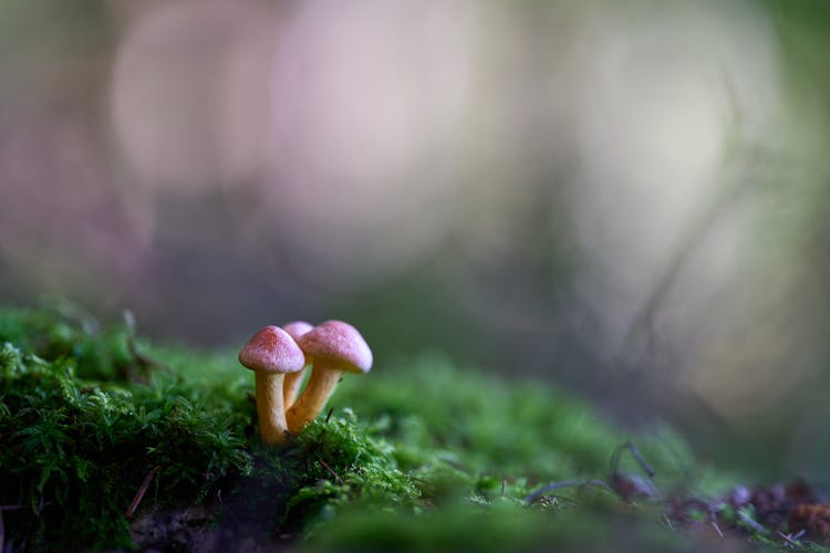 Macro Of Mushrooms Growing On Ground