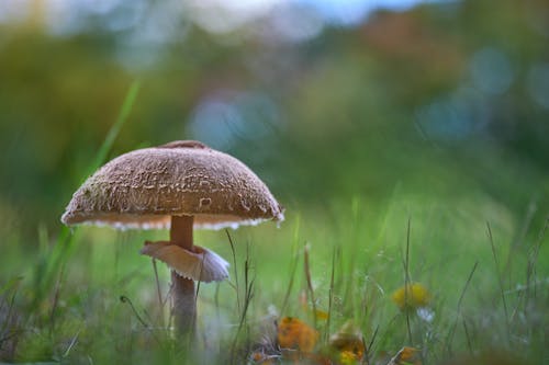 Two Brown Mushrooms On Ground · Free Stock Photo