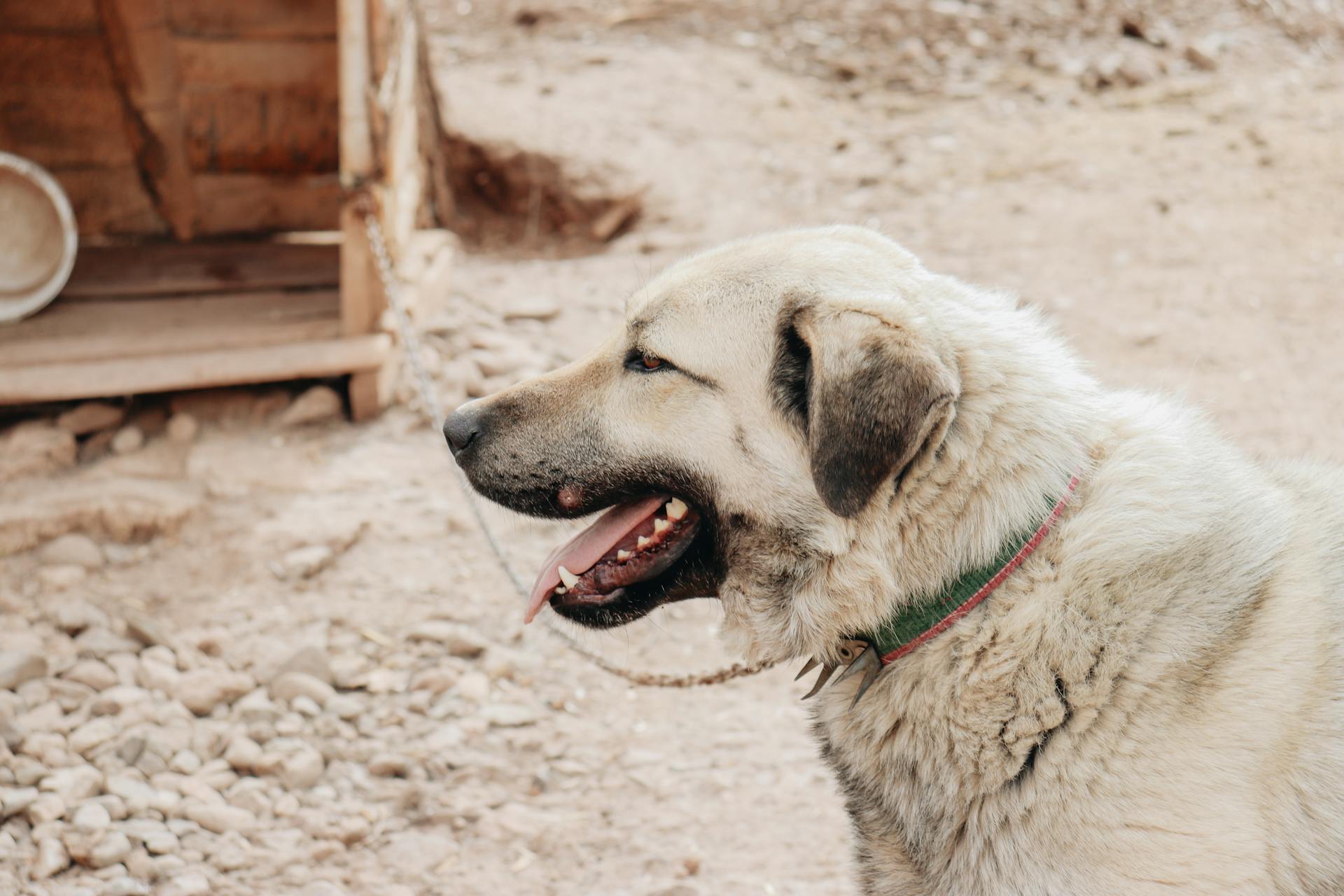 Photo of a Furry Dog with a Leash