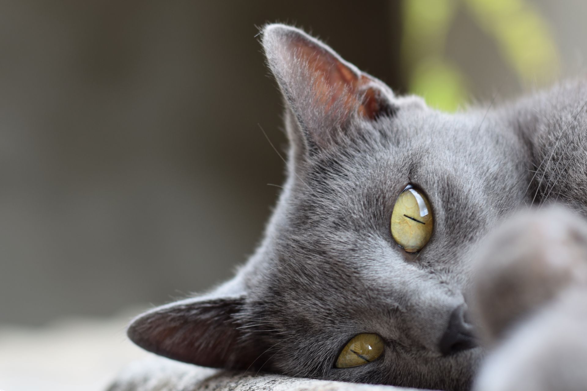 Close-Up Shot of a Chartreux Cat
