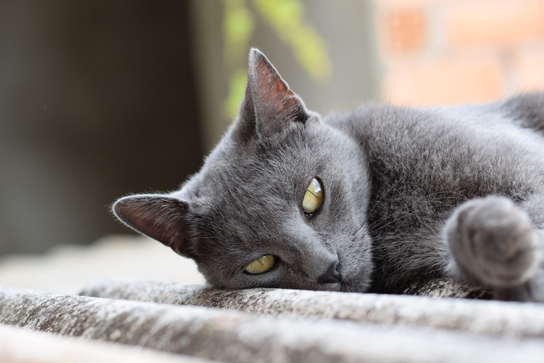 A serene gray Chartreux cat lying down, showcasing its sleek fur and captivating eyes.