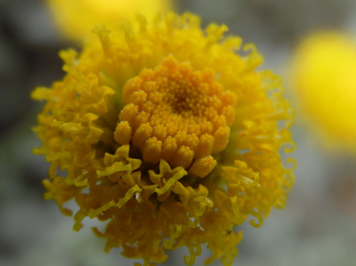 Assorted unhealthy fast foods on a table