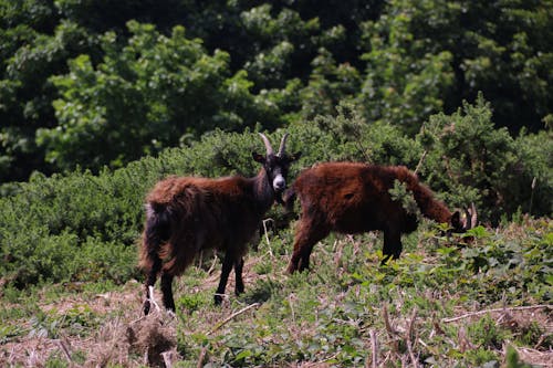 Çiftlik hayvanı, dağ keçisi, evcil keçi içeren Ücretsiz stok fotoğraf