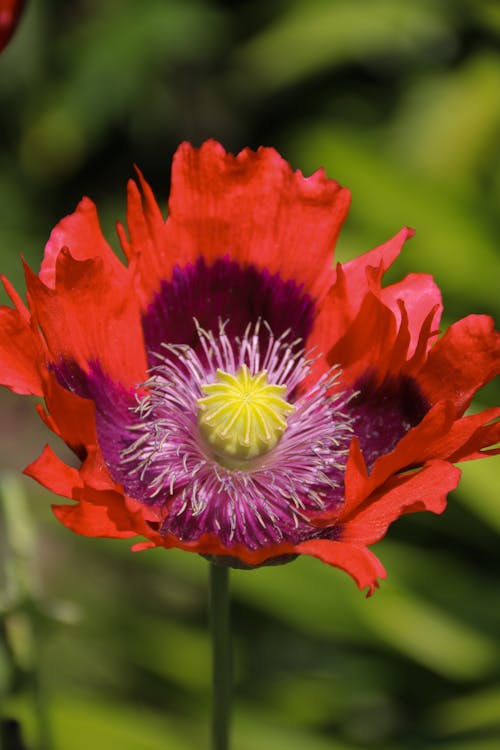 california poppy, cesur çiçek, gelincik içeren Ücretsiz stok fotoğraf