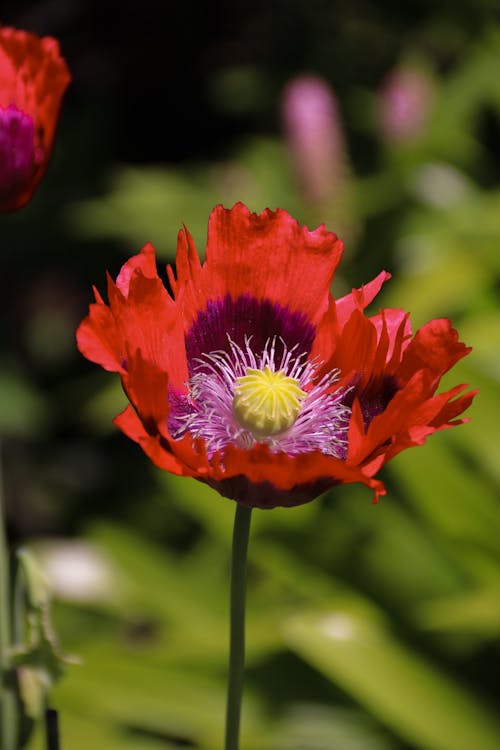 afyon, california poppy, gelincik içeren Ücretsiz stok fotoğraf