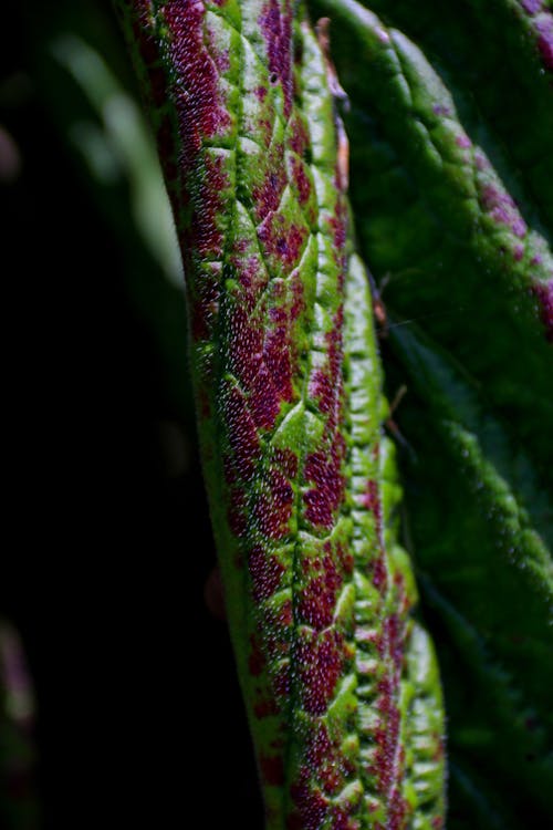 Gratis stockfoto met blad, gedetailleerd blad, Groot blad