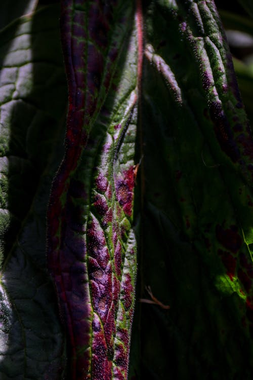 Gratis stockfoto met Groot blad, herfstblad, herfstblad kleur