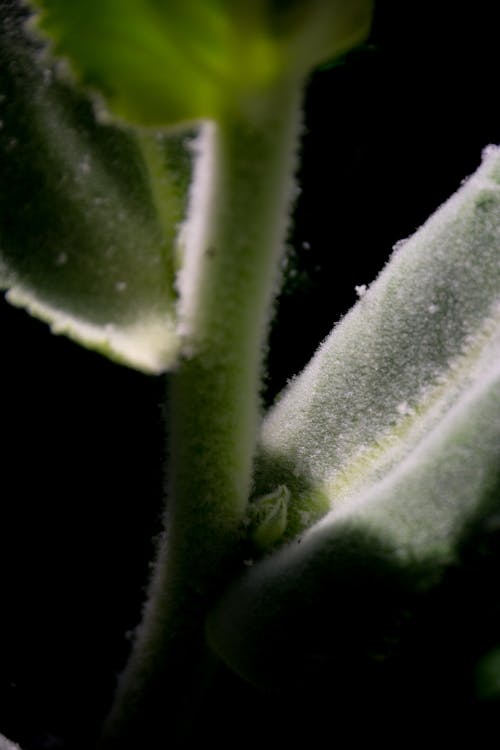 bitki dokusu, bitki sapı, bitki yakın çekim içeren Ücretsiz stok fotoğraf