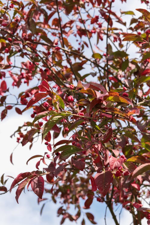 Gratis stockfoto met autum kleuren, bes, bessenstruik