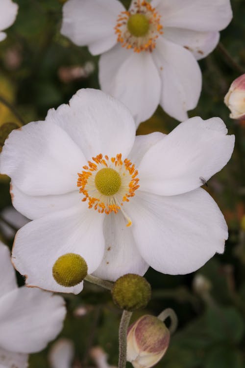 Gratis stockfoto met bloem achtergrond, bloemblaadje, bloemblaadjes