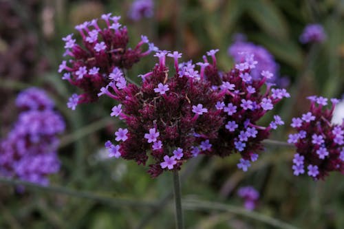 Gratis stockfoto met bloemachtig, bloemhoofdjes, florale achtergrond