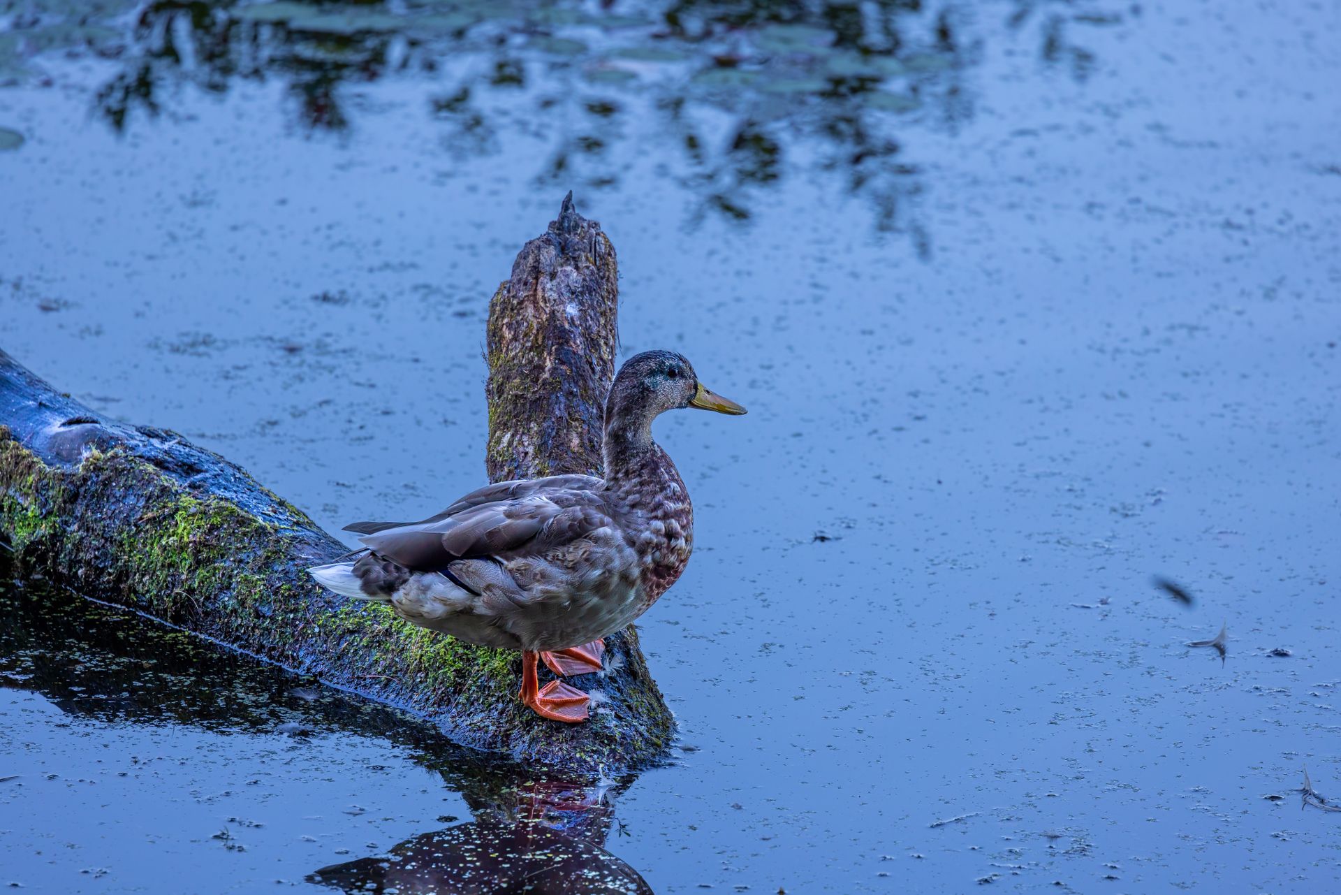 A mallard duck resting on a tree log in a quiet pond in Sudbury, MA.