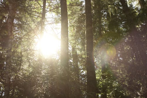 Foto profissional grátis de árvores, floresta, luz do dia