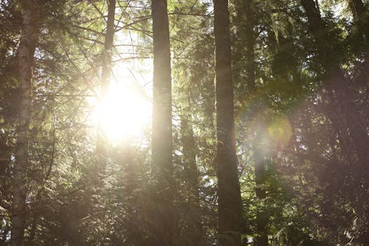 Bright sunlight shining through dense forest trees creates a serene natural atmosphere.