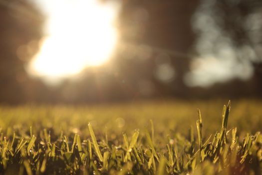 A serene morning scene with sunlight casting warm glows on dew-covered grass.