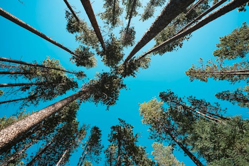Kostenlos Kostenloses Stock Foto zu aufnahme von unten, blauer himmel, hohe bäume Stock-Foto