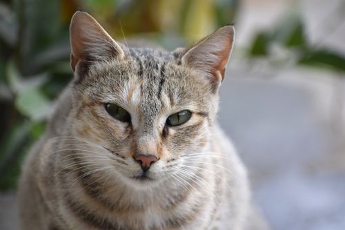 Free A captivating close-up of a serene domestic cat with green eyes outdoors. Stock Photo
