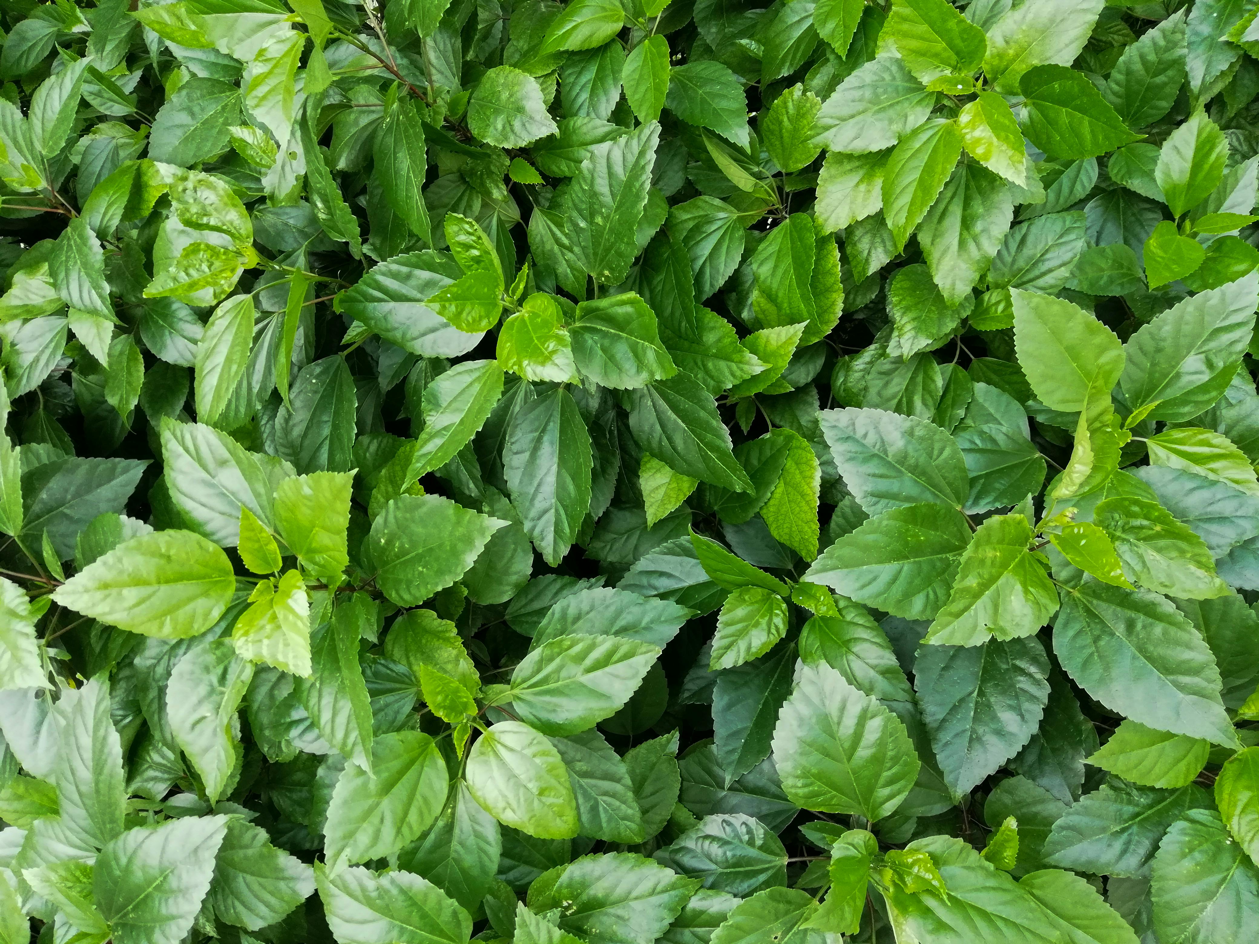 Free stock photo of green belt, greenery, plants