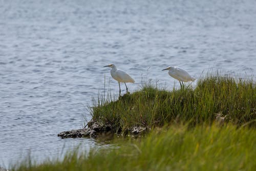A Pair of White Birds on Grass Beside Body of Water