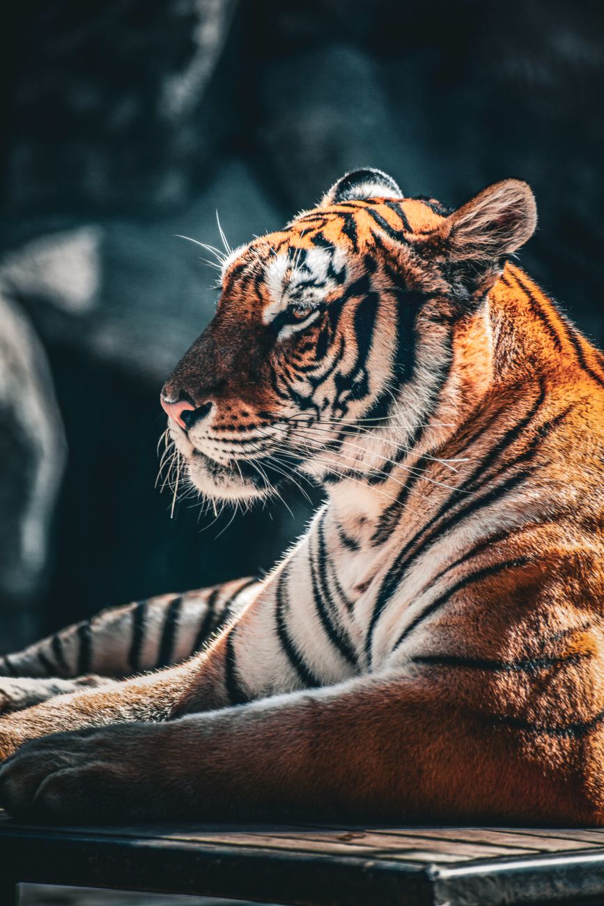 Striking Bengal tiger majestically seated, captured in a close-up profile with natural lighting.