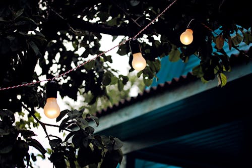 Fotografi Fokus Dangkal Dari String Lights Pada Pohon